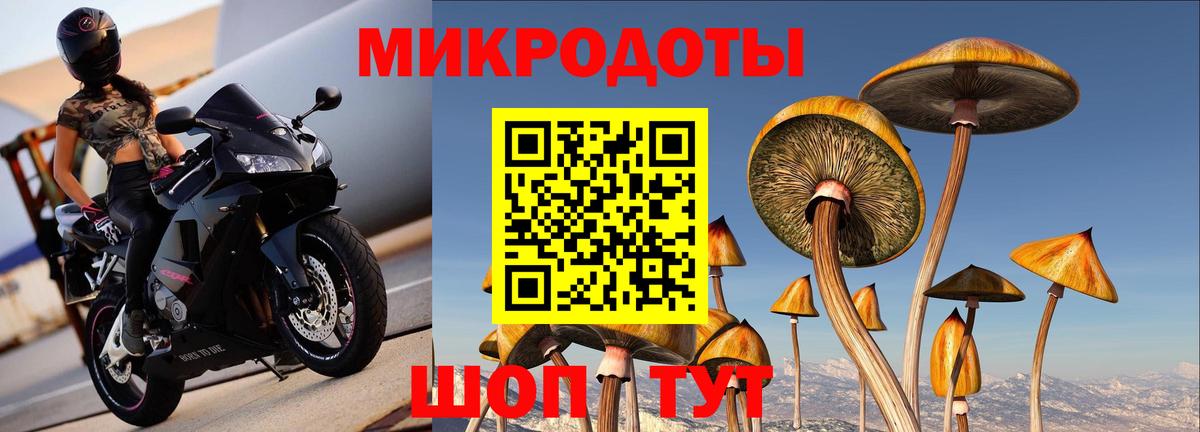 Тавда  Псилоцибиновые грибы прущие грибы  Вход с VPN  Псилоцибиновые грибы Psilocybe 